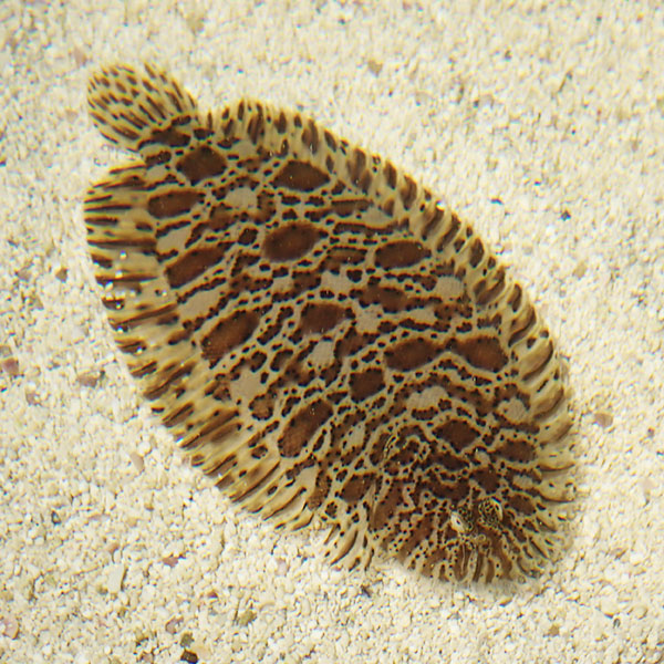 ガラスウシノシタ 9-12cm± ! 海水魚 15時までのご注文で当日発送【ウシノシタ】