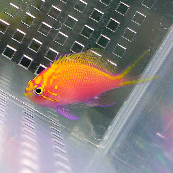 ハナゴンベ 【1匹】 6-8cm± ! 海水魚 ゴンベ !15時までのご注文で当日発送【ゴンベ】