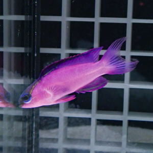 Purple tropical fish with bright pink body and purple fins swimming near a grid-pattern aquarium wall.