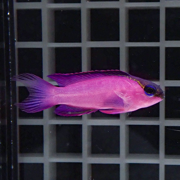 【現物2】ブラックキャップバスレット 4cm± カリブ産!海水魚 生体 15時までのご注文で当日発送(t120