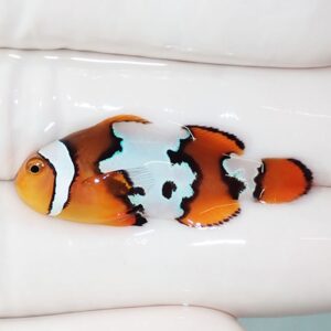 Orange clownfish with white and black markings resting on a white surface.