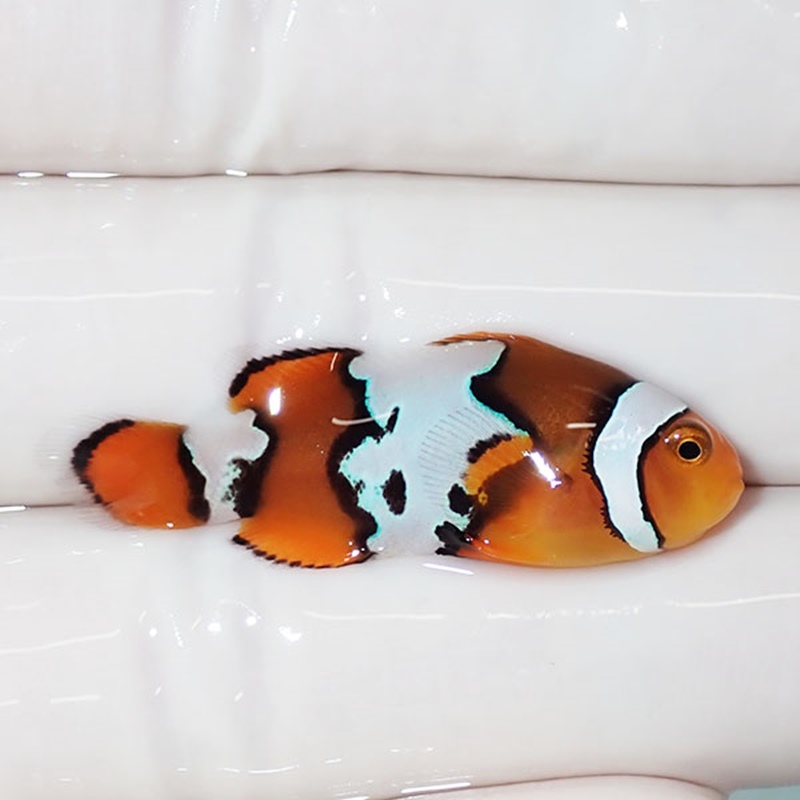 【現物5】スノーフレークオセラリス 3.8cm±!海水魚 クマノミ ブリード 15時までのご注文で当日発送(t111