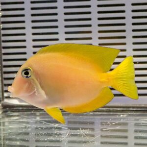 Yellow tang fish with pale pink body and bright yellow fins swimming in an aquarium.