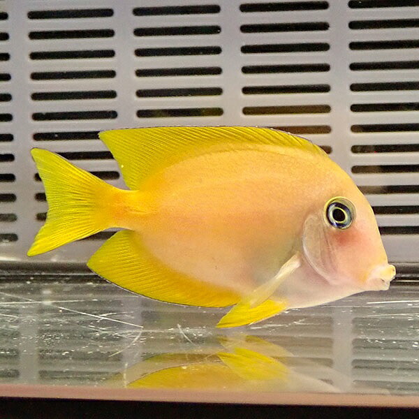 キンリンサザナミハギ 6-8cm± ! 海水魚 ハギ 15時までのご注文で当日発送
