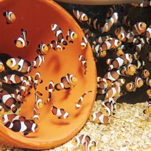 Cluster of clownfish swimming around an orange ceramic pot on a sandy sea floor.