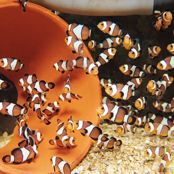 【サンプル】ブリード キャラメルオセラリス（5匹セット）約1-2cm±!海水魚 クマノミ 餌付け(t115