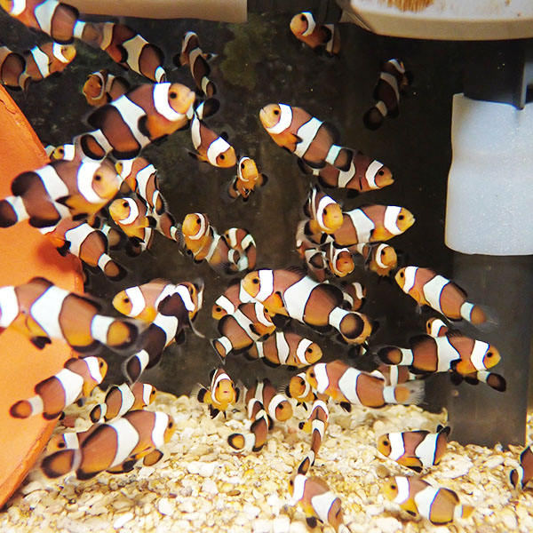 【サンプル】ブリード キャラメルオセラリス（5匹セット）約1-2cm±!海水魚 クマノミ 餌付け(t115