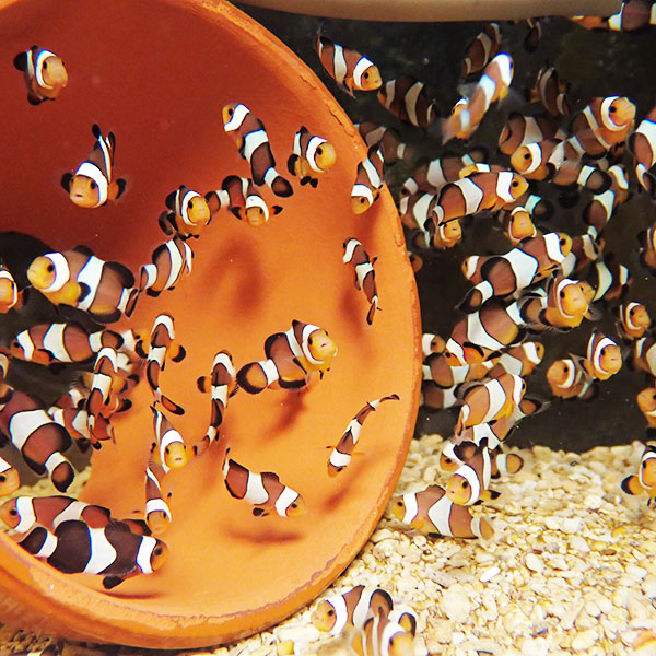【サンプル】ブリード キャラメルオセラリス（5匹セット）約1-2cm±!海水魚 クマノミ 餌付け(t115