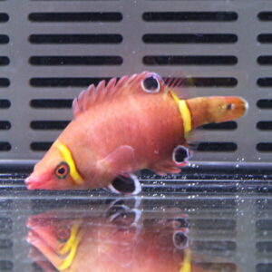 Orange-pink tropical fish with yellow head and tail bands swimming in an aquarium with a glass wall nearby at the back.