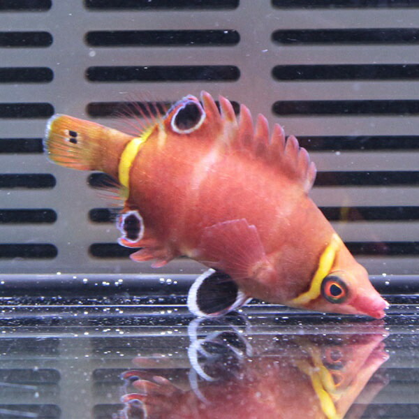ハシナガベラ 3-5cm±  ! 海水魚 ベラ 【15時までのご注文で当日発送】