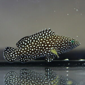Polka-dotted black fish with white spots swimming in an aquarium, yellow fins visible near the glass surface.