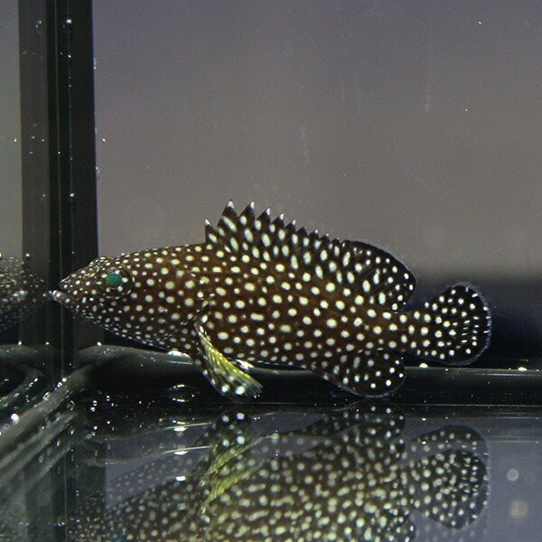 ナミハタ　5-7cm± !海水魚 生体 餌付け済 15時までのご注文で当日発送(t120