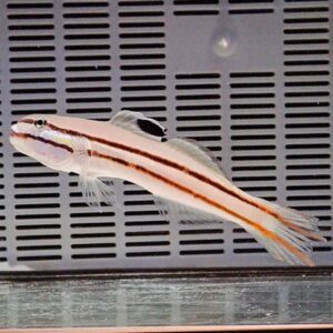 Small pale fish with three orange-brown stripes swimming in an aquarium against a vented background: left-facing profile.