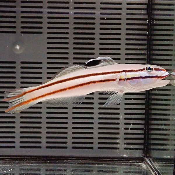 クロイトハゼbig 12cm±!海水魚 生体 餌付け済 15時までのご注文で当日発送(t120