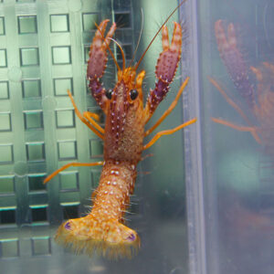 Bright orange lobster clinging to the side of a clear tank, claws raised toward the camera.