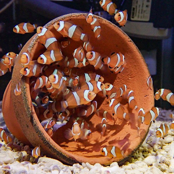 （5匹セット）ブリードカクレクマノミTサイズ 約1-2cm±!!海水魚 クマノミ 餌付け(t115