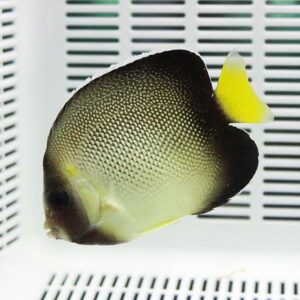 Yellow-tailed tropical fish with a dark gray body swimming in a white aquarium tank.