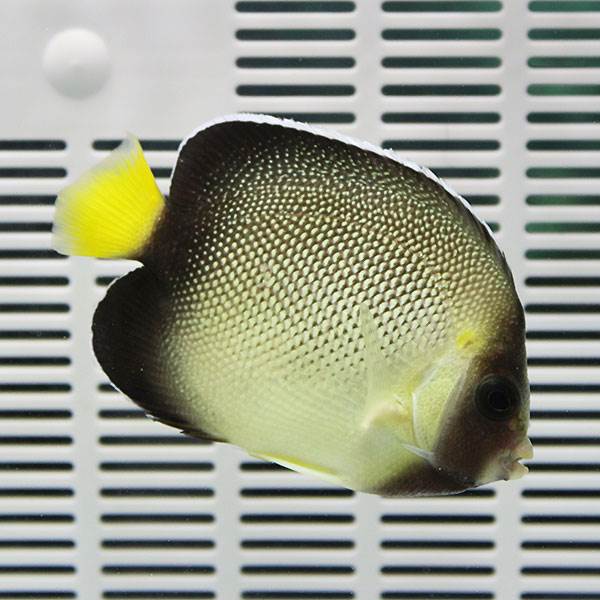 クロシテン 7-9cm±! 海水魚 ヤッコ 15時までのご注文で当日発送(t111
