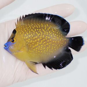 Yellow tropical fish with a blue face and black-edged fins held gently in a gloved hand.