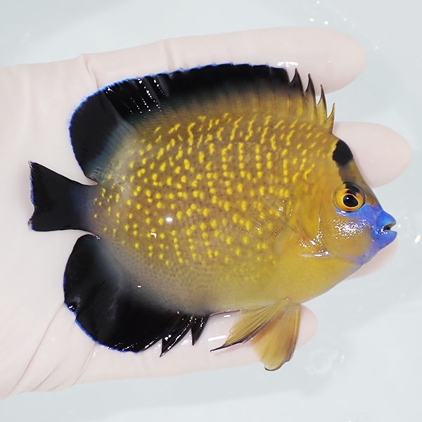 【現物2】粒エサOK ゴールドフレークエンゼル 10cm±!海水魚 ヤッコ 15時までのご注文で当日発送(t111