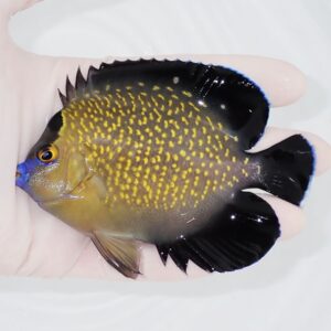 Small tropical fish with yellow spots on an olive body, black fins, held in a hand.