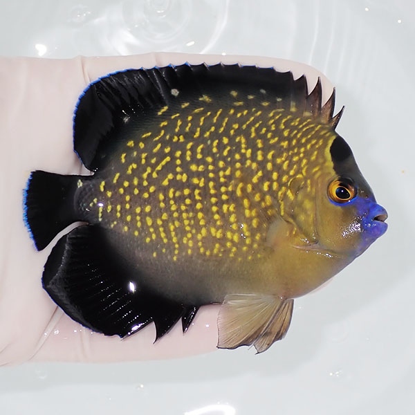 【現物3】粒エサOK ゴールドフレークエンゼル 10.5cm± !海水魚 ヤッコ 15時までのご注文で当日発送(t111