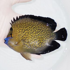 Yellow-spotted tropical fish with blue lips and black-edged fins being held in a person's hand over a white surface