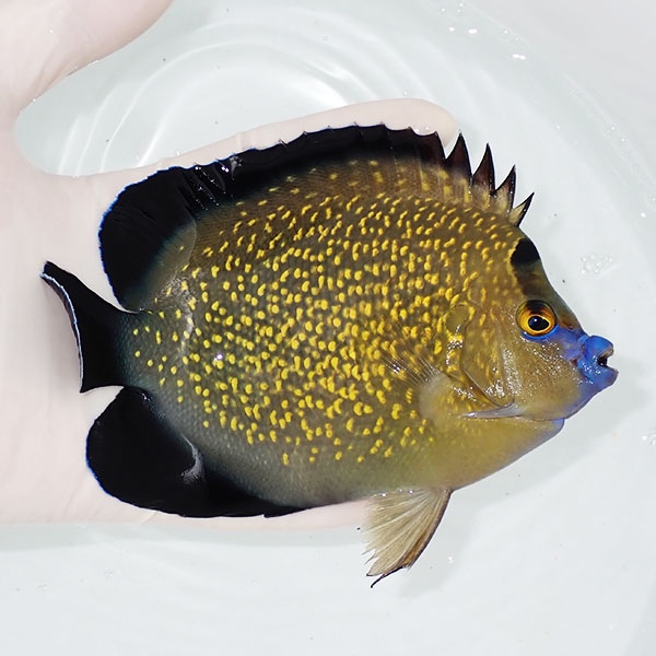 【現物4】粒エサOK ゴールドフレークエンゼル 特大 14.5cm± !海水魚 ヤッコ 15時までのご注文で当日発送(t111