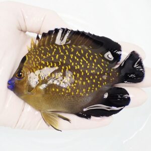 Small tropical fish with an olive body covered in yellow spots, held in a gloved hand; blue lips and dark, black-tipped fins.