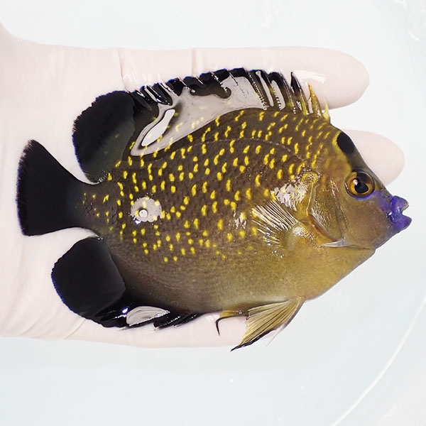 【現物5】ゴールドフレークエンゼル 11cm± !海水魚 ヤッコ 15時までのご注文で当日発送(t111