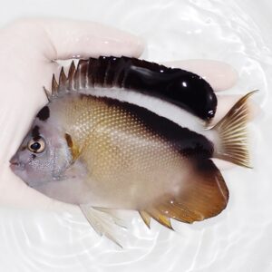 Small tropical fish with pale body and a prominent black dorsal stripe, held in a gloved hand in shallow water.