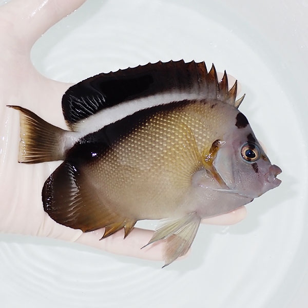 【現物1】グリフィスエンゼル 13cm± !海水魚 ヤッコ 15時までのご注文で当日発送(t111