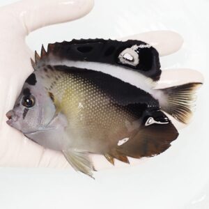 Small dark fish held in a gloved hand against a white background.