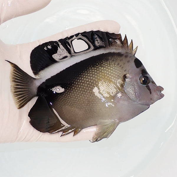 【現物2】グリフィスエンゼル 13cm±!海水魚 ヤッコ 15時までのご注文で当日発送(t111