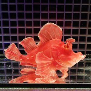 Red ornamental goldfish with flowing, frilly fins against a dark grid background.