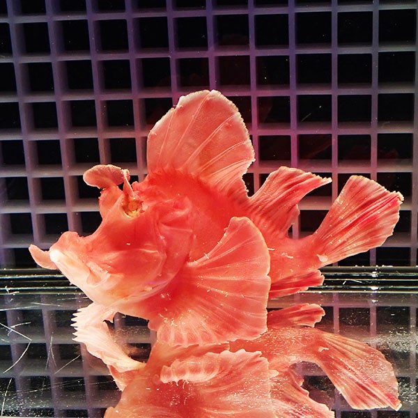 【現物】エクスマイヤーズスコーピオンフィッシュ 15cm± !海水魚 カサゴ 15時までのご注文で当日発送(t111