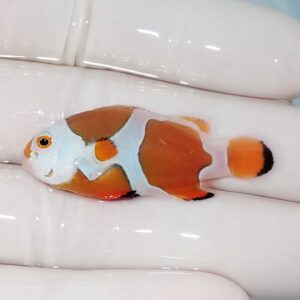 Tiny clownfish with orange, white, and black markings resting on a gloved hand.