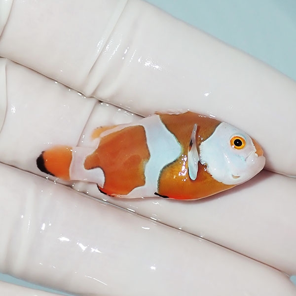 【現物5】オレンジストーム 4.3cm± !海水魚 クマノミ 15時までのご注文で当日発送(t111