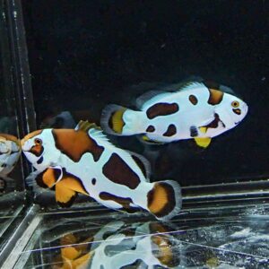 Two clownfish with white bodies and orange-brown patches swim in a glass aquarium.