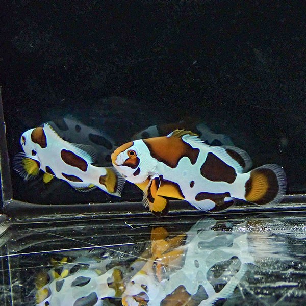 【現物1】オレンジストーム 仲良しセット 4.5cmと3.5cm!海水魚 クマノミ 15時までのご注文で当日発送(t111