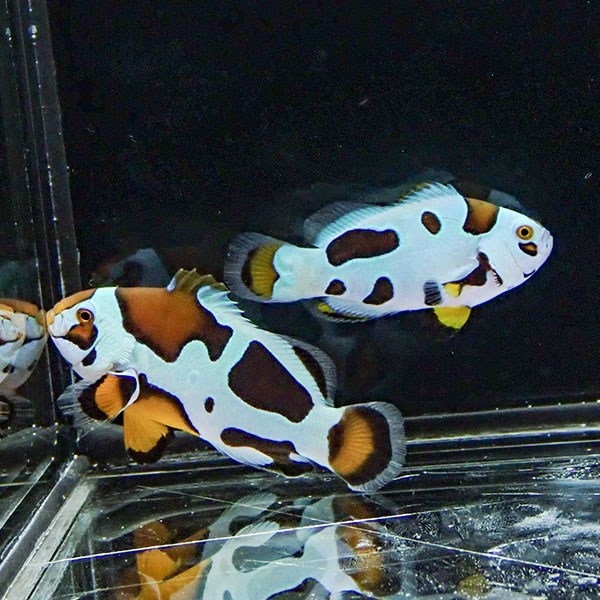 【現物1】オレンジストーム 仲良しセット 4.5cmと3.5cm!海水魚 クマノミ 15時までのご注文で当日発送(t111