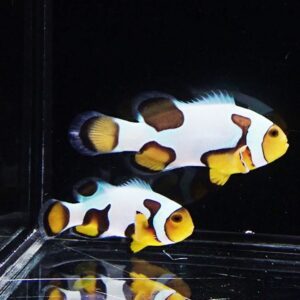 Two white clownfish with yellow fins and brown patches swim in a dark aquarium background.