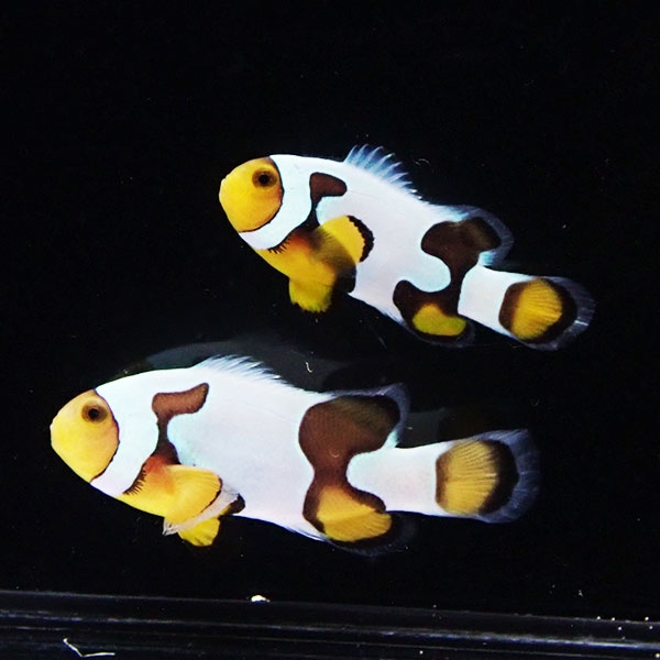 【現物2】ブラックピカソクラウン 仲良しセット 5.2cmと4.2cm!海水魚 クマノミ 15時までのご注文で当日発送(t111