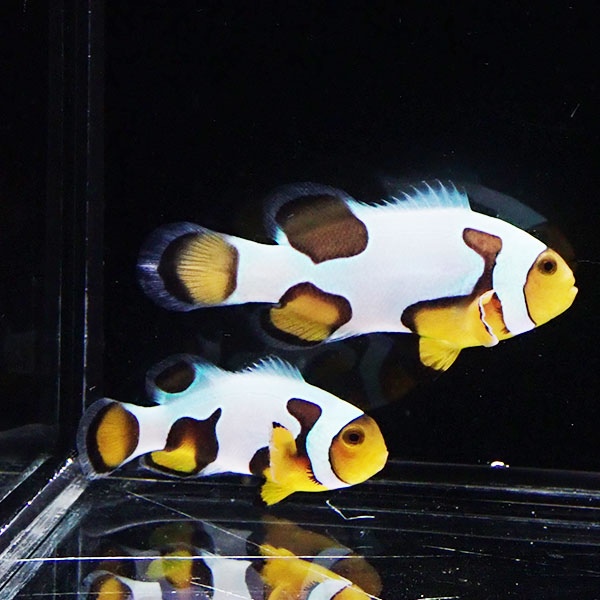 【現物2】ブラックピカソクラウン 仲良しセット 5.2cmと4.2cm!海水魚 クマノミ 15時までのご注文で当日発送(t111
