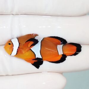 Orange clownfish with white bands and black edges resting on a glossy white surface, facing left on a vertical cushion-like background.