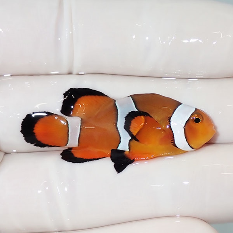 【現物4】ロングフィンオセラリス 4.3cm± !海水魚 クマノミ 15時までのご注文で当日発送(t111