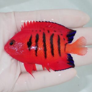 Red tropical fish with black vertical stripes and blue-edged fins held in a gloved hand.