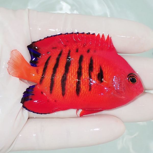 【現物9】粒エサOK フレームエンゼル 7.5cm!海水魚 ヤッコ 15時までのご注文で当日発送(t111(t207