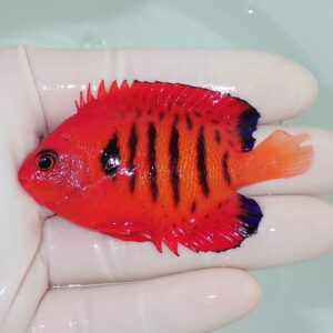 Small red-orange fish with black vertical stripes being held between a thumb and forefinger in water.