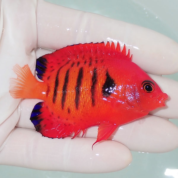 【現物8】スレかけ フレームエンゼル 7cm!海水魚 ヤッコ 15時までのご注文で当日発送(t111(t207